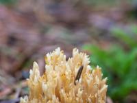 Winzige hellbeige Korallenpilz Gruppe
